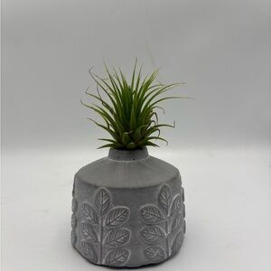 Modern Boho Live Air Plant - Grey Leaf Relief Concrete Pot
